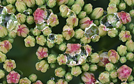 Sedum Spectabile